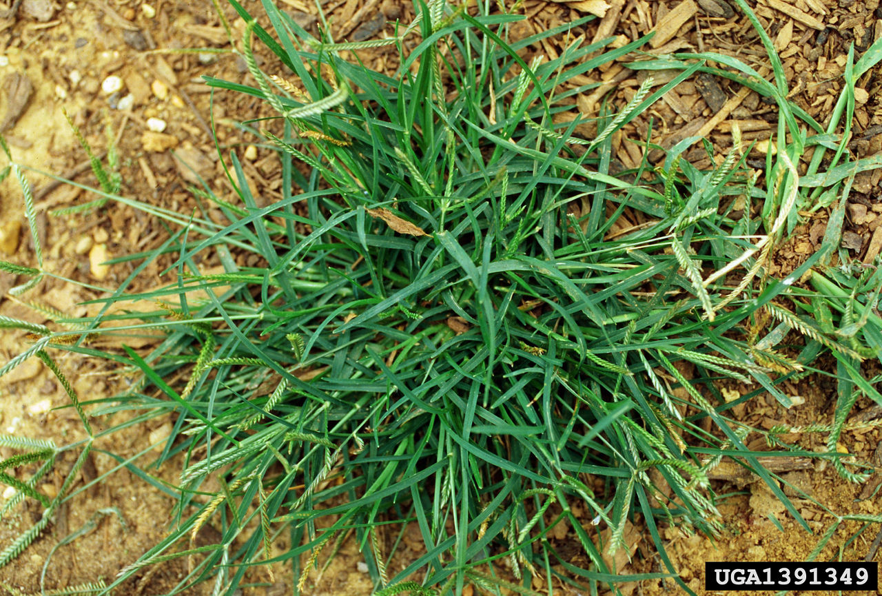 Goosegrass. Photo courtesy of John D. Byrd, Mississippi State University, Bugwood.org.  